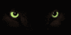 Brother Wolf is still watching you!
